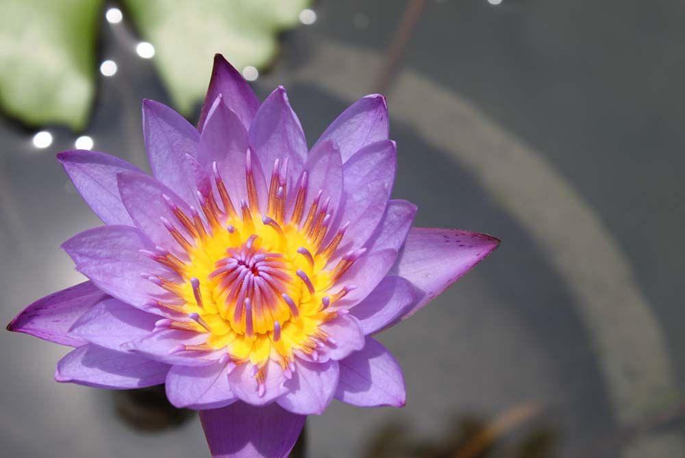 Royal Kamuela Villas & Suites At Monkey Forest Ubud (Adults Only) Экстерьер фото Flower of Nymphaea nouchali